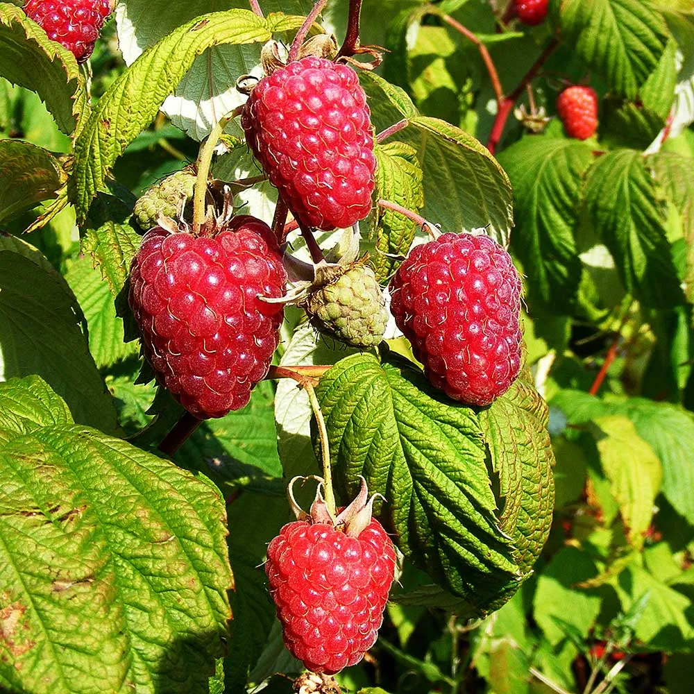 Rubus idaeus ‘Polka‘ (Avietė paprastoji)