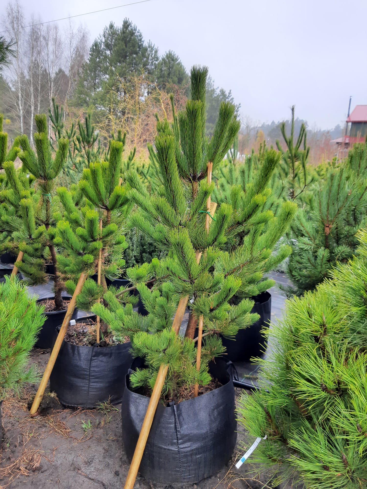 Pinus nigra ‘Oregon Green‘ (Pušis juodoji)