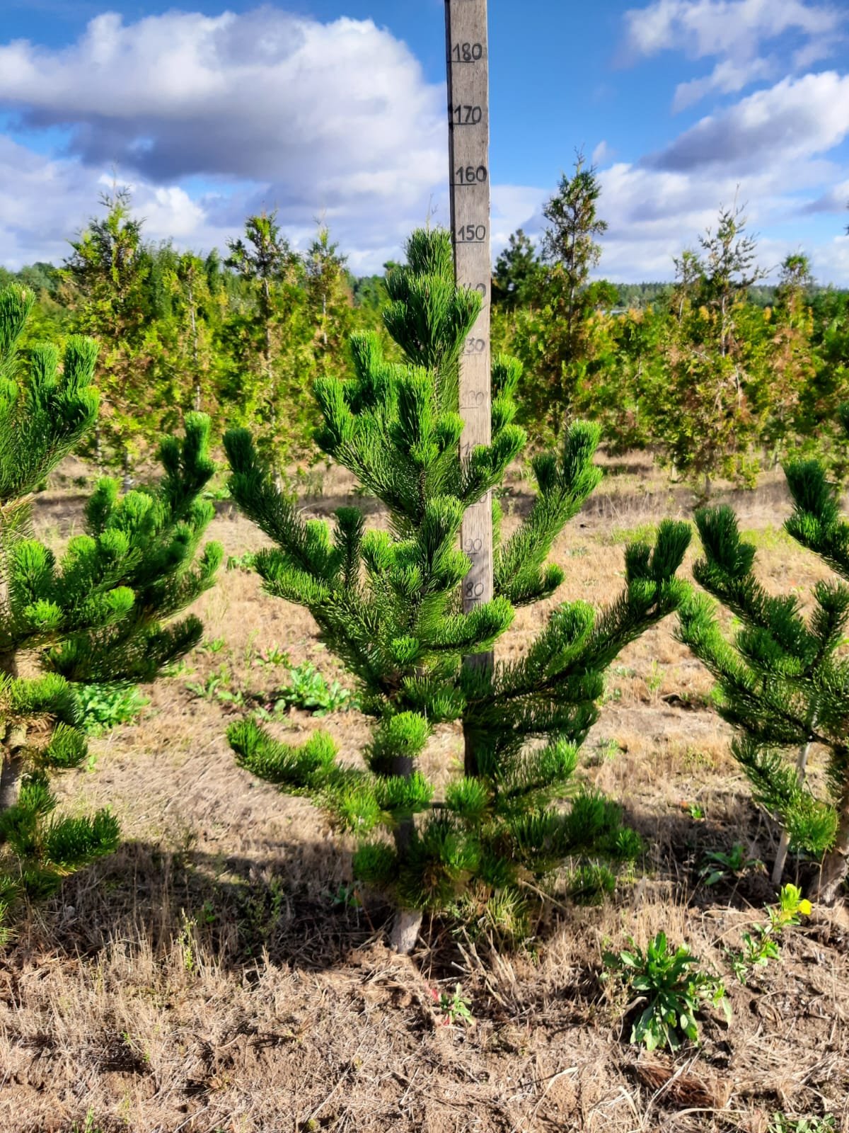 Pinus nigra ‘Oregon Green‘ (Pušis juodoji)
