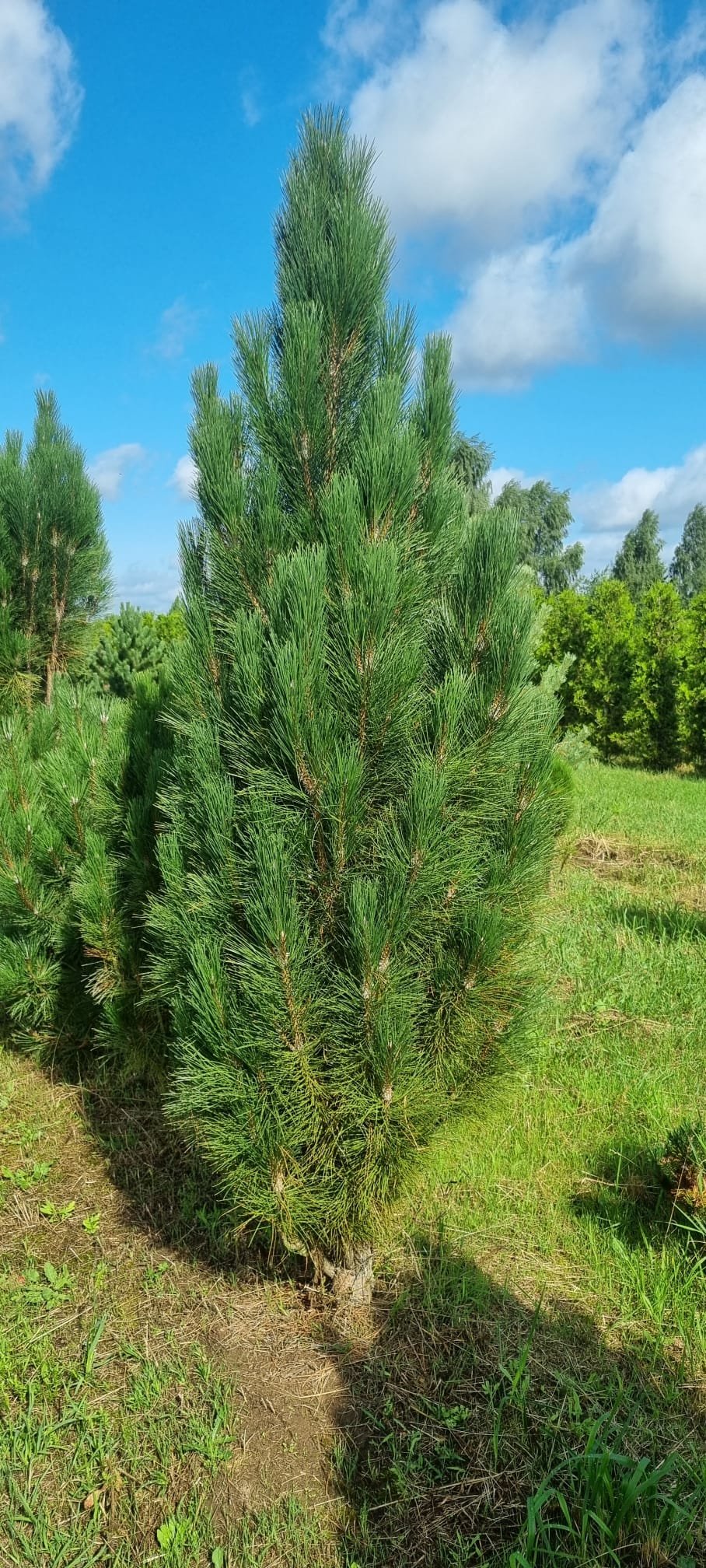 Pinus nigra ‘Pyramidalis‘ (Pušis juodoji)