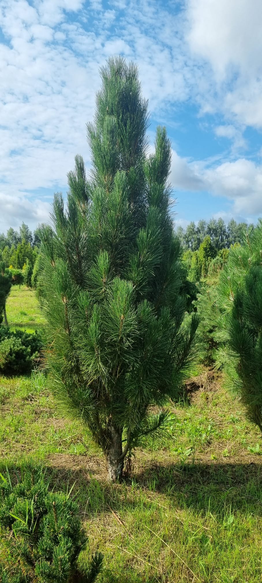 Pinus nigra ‘Pyramidalis‘ (Pušis juodoji)