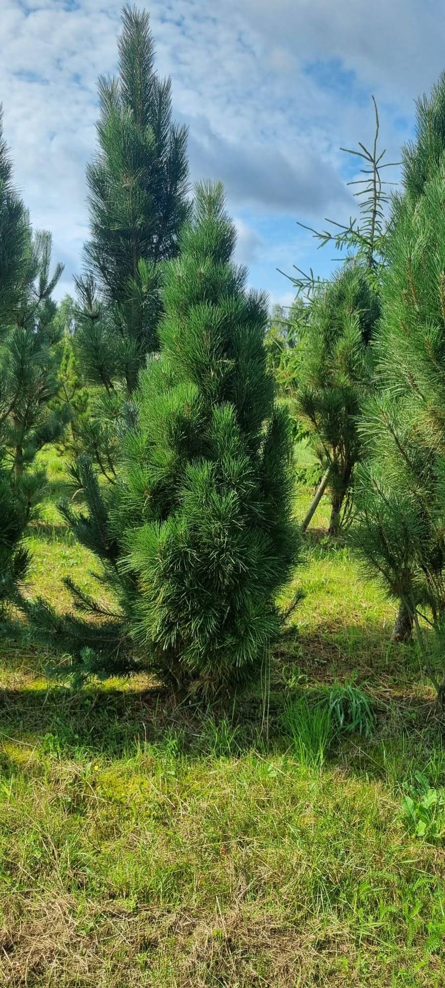 Pinus nigra ‘Pyramidalis‘ (Pušis juodoji)