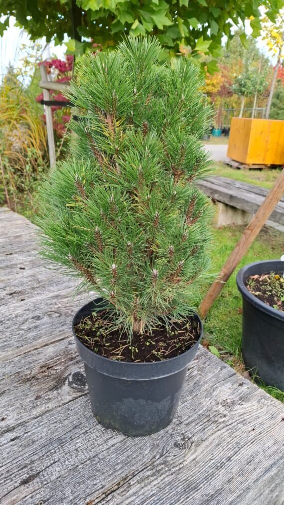 Pinus nigra ‘Richard‘ (Pušis juodoji)