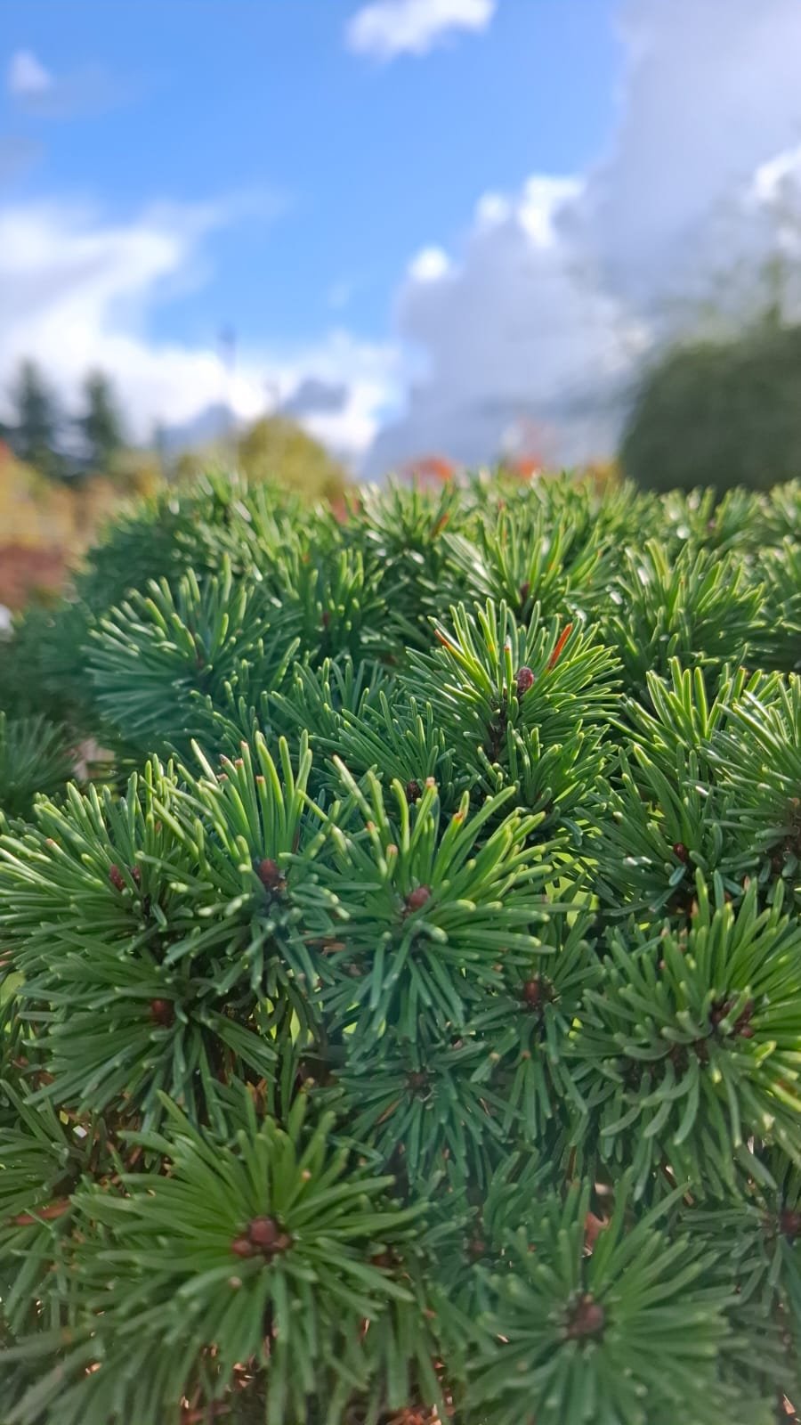 Pinus uncinata ‘Nana Compacta‘ (Pušis kablelinė)