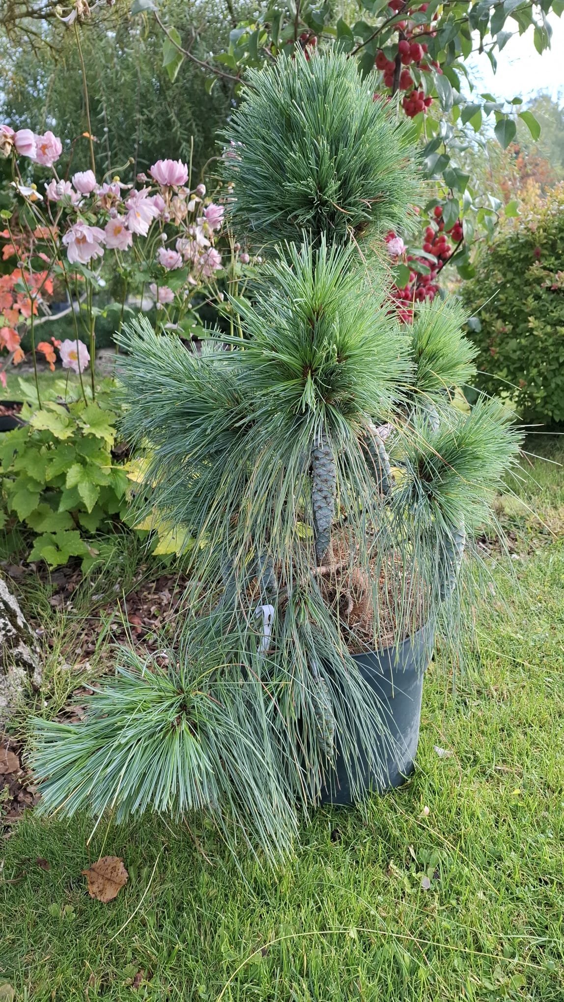 Pinus x schwerinii ‘Wiethorst‘ (Pušis šverino)