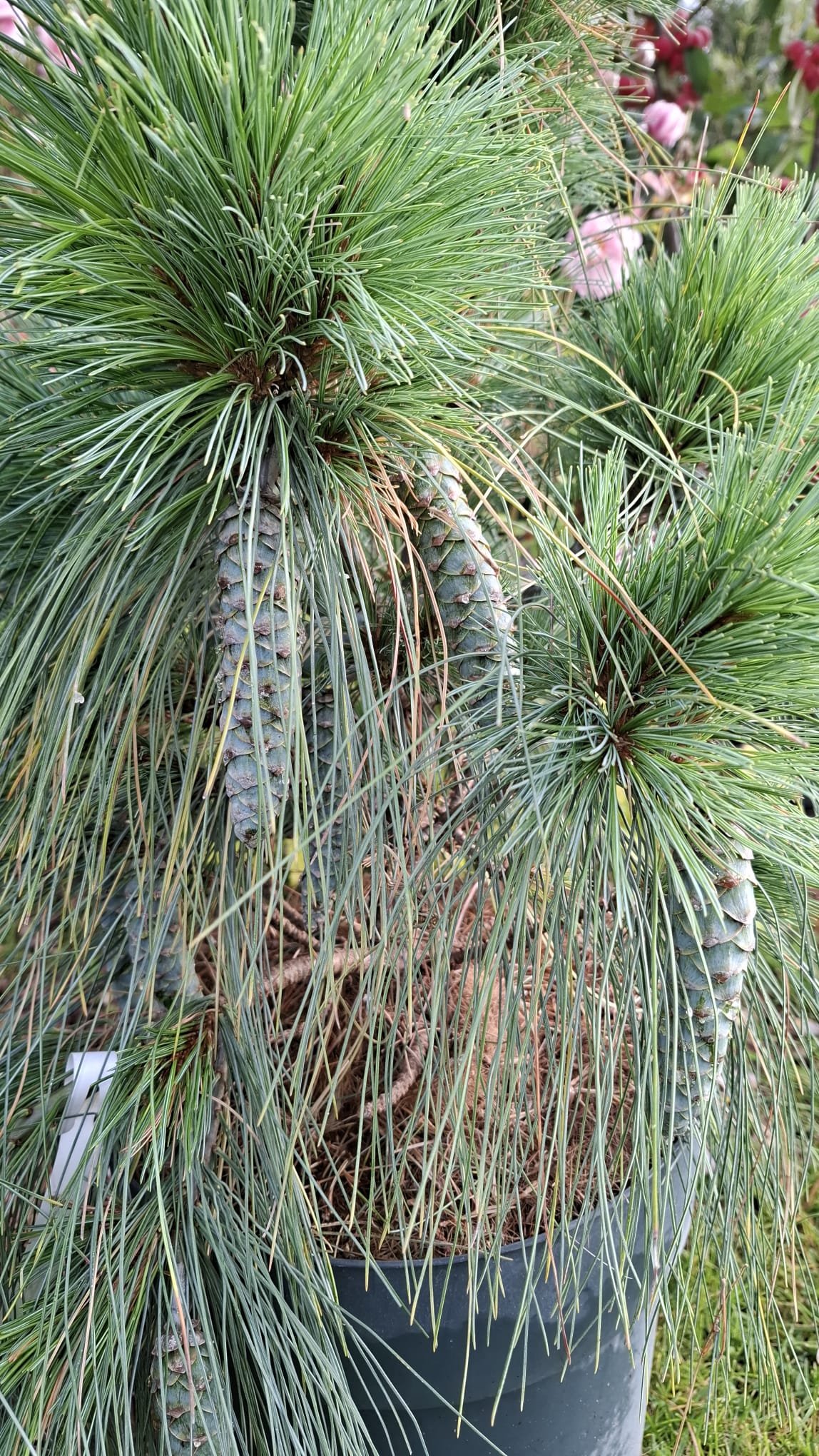 Pinus x schwerinii ‘Wiethorst‘ (Pušis šverino)