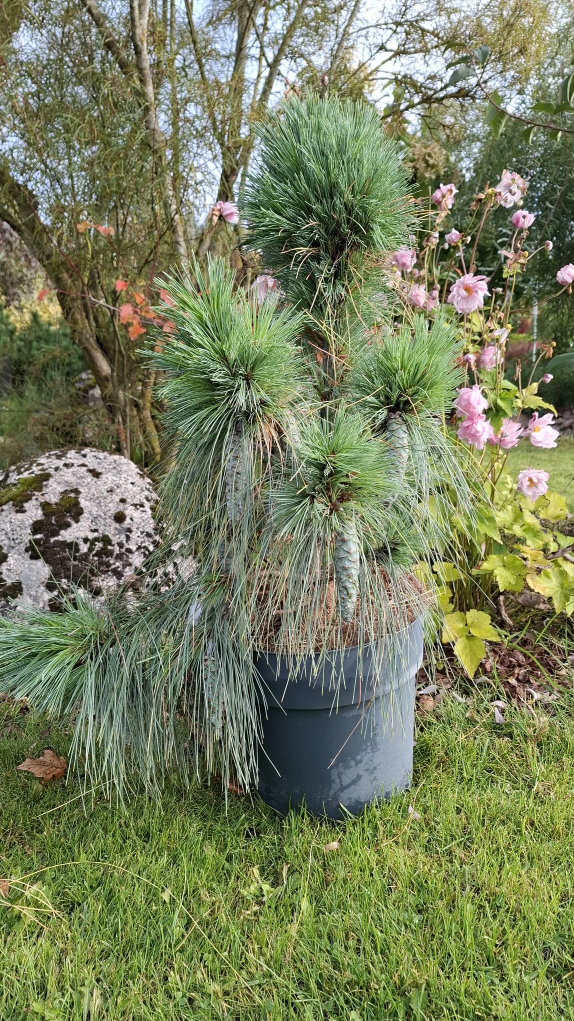 Pinus x schwerinii ‘Wiethorst‘ (Pušis šverino)