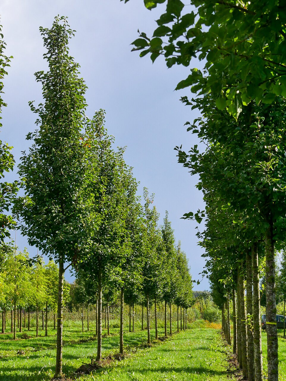 Pyrus calleryana ‘Chanticleer‘ (Kriaušė kelerio)