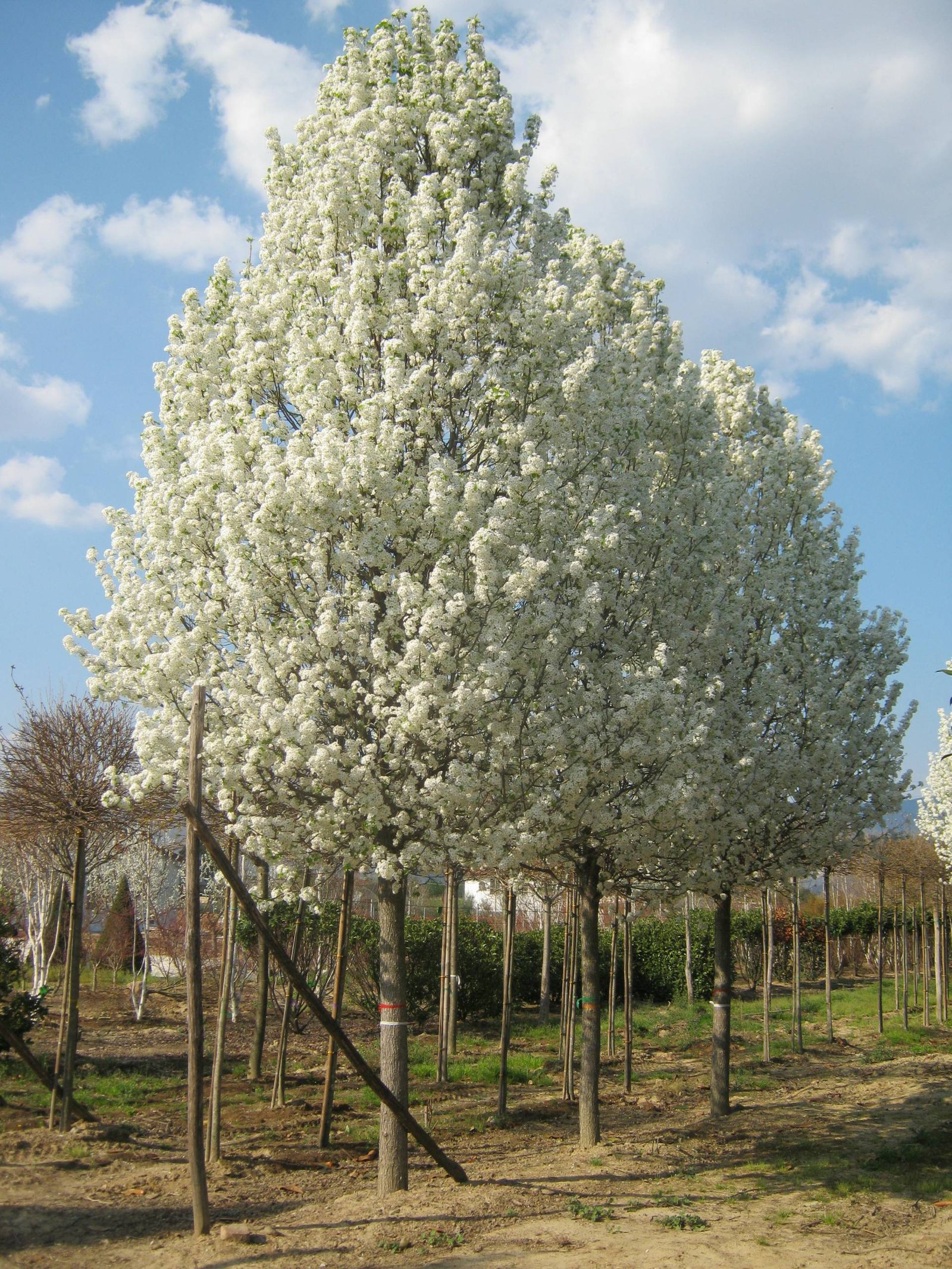 Pyrus calleryana ‘Chanticleer‘ (Kriaušė kelerio)