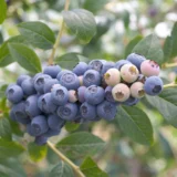 Vaccinium corymbosum ‘Reka‘ (Šilauogė aukštoji)