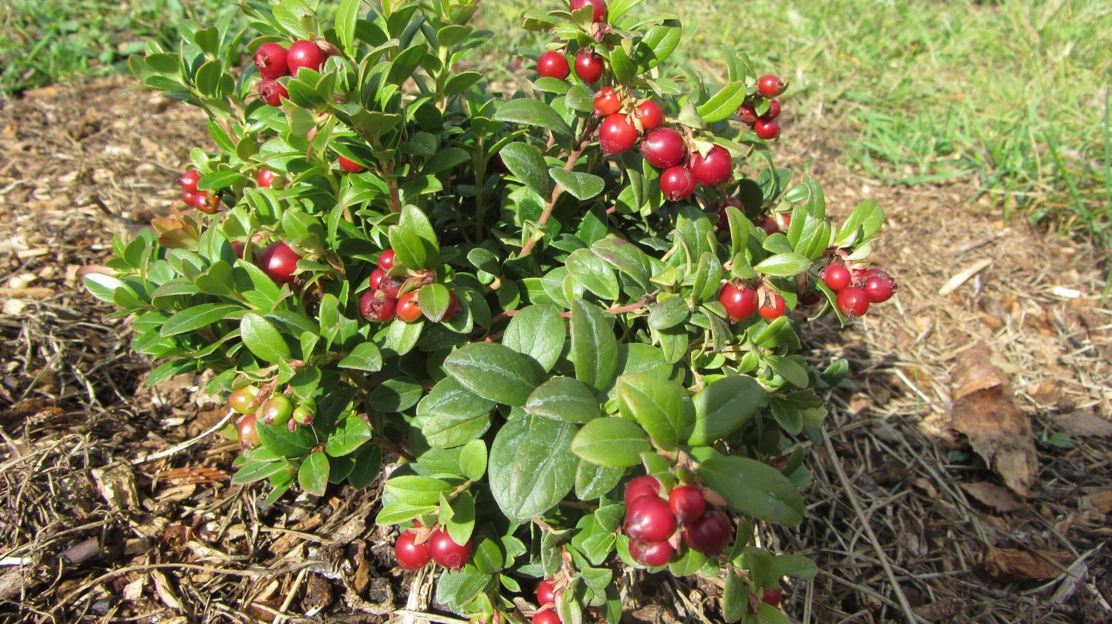 Vaccinium vitis-idaea ‘Runo Bielawskie‘ (Bruknė)