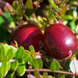 Vaccinium macrocarpon ‘Stevens’ (Spanguolė)