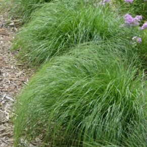 Sporobolus heterolepis (Drėbūnas)