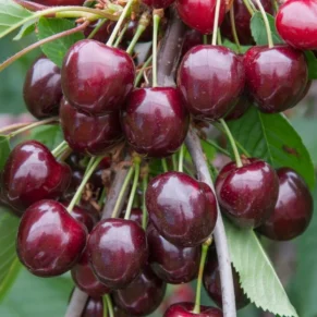Prunus avium ‘Stella‘ (Trešnė paprastoji)