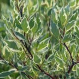 Cornus alba ‘Argenteomarginata‘ (Sedula baltoji)