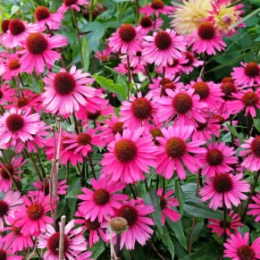 Echinacea purpurea 'Bright Rose' (Ežiuolė rausvažiedė)