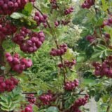 Sorbus aucuparia ‘Likiornaja‘ (Šermukšnis paprastasis)