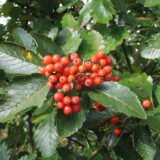 Sorbus intermedia (Šermukšnis švedinis)