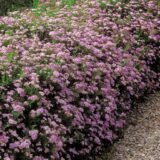 Spirea japonica ‘Little Princess‘ (Lanksva japoninė)