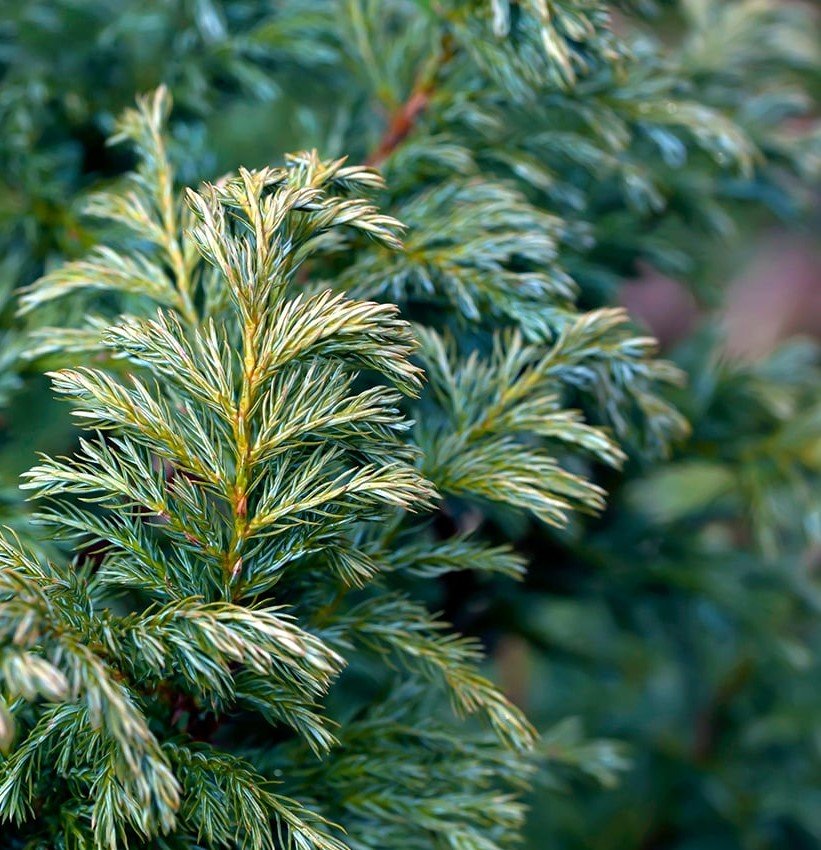 Chamaecyparis pisifera 'Boulevard' (Puskiparisis žirniavaisis)