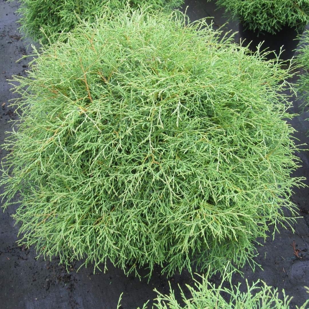 Thuja occidentalis ‘Mr. Bowling Ball‘ (Tuja vakarinė)