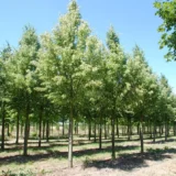 Tilia cordata ‘Rancho‘ (Liepa mažalapė)