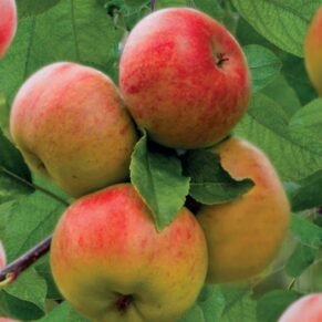 Malus domestica ‘Topaz’ (Obelis naminė)