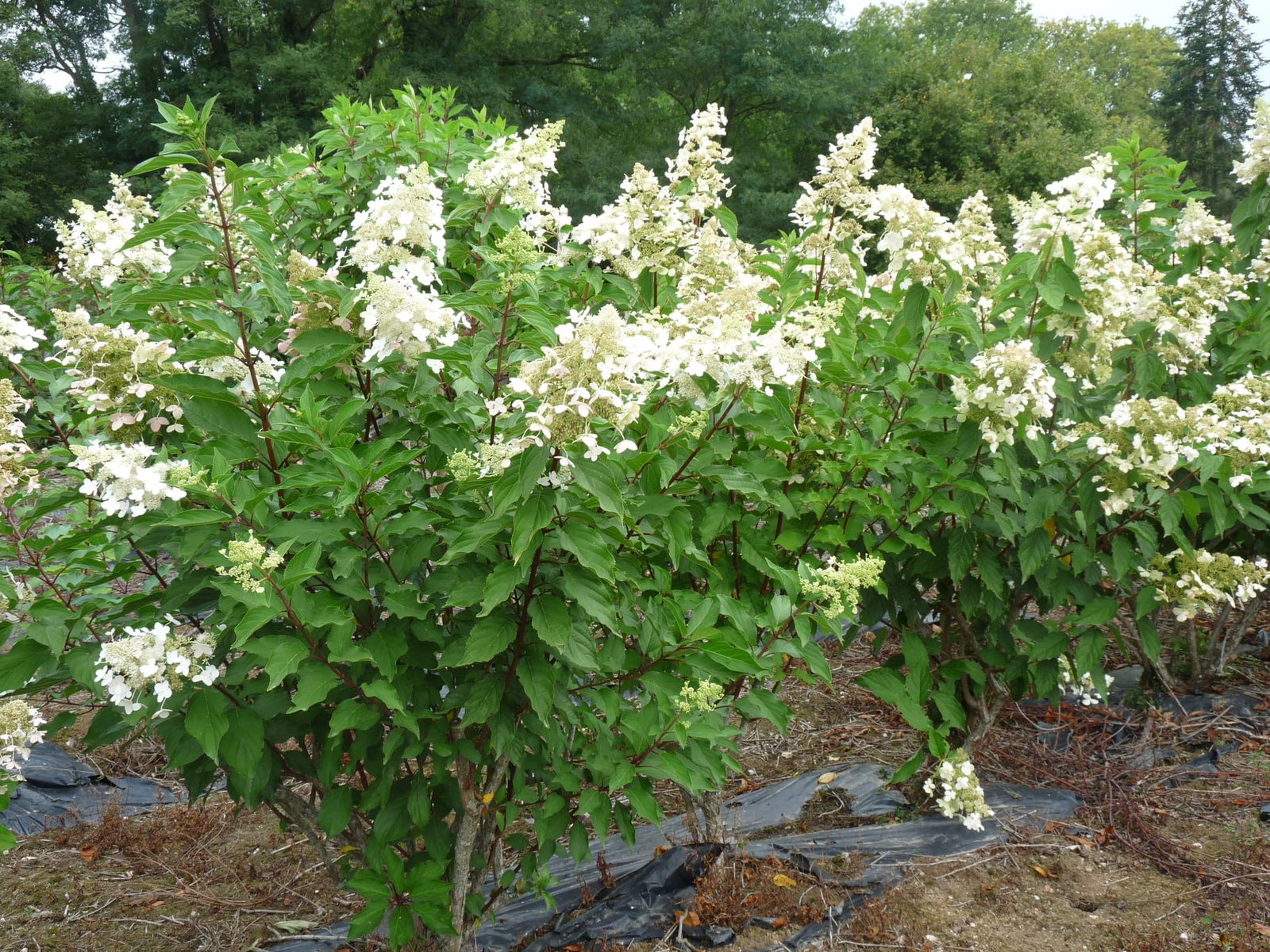 Hydrangea paniculata ‘Unique‘ (Hortenzija šluotelinė)