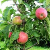 Malus domestica ‘Uldis’ (Obelis naminė)