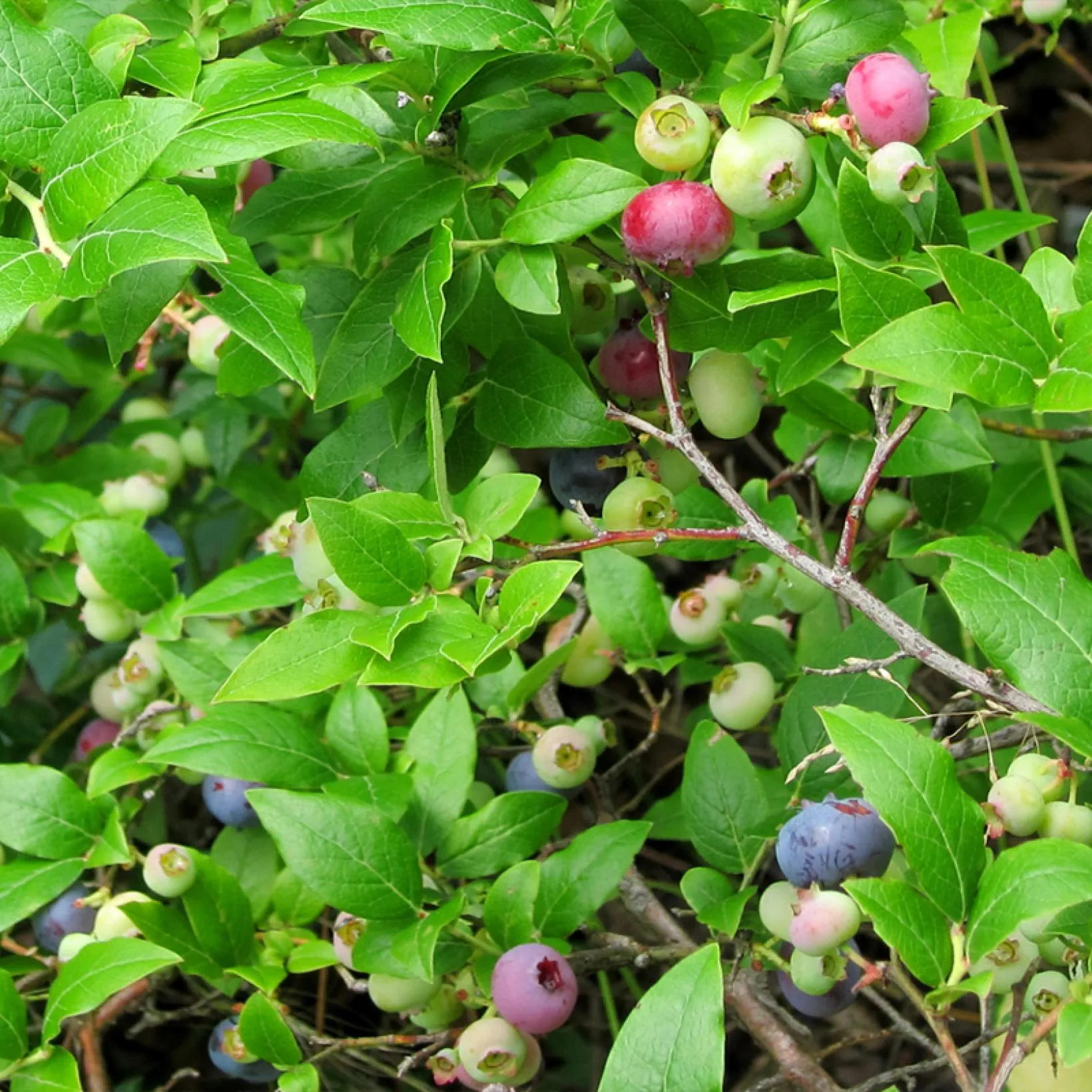 Vaccinium angustifolium x corymbosum ‘North Country‘ (Šilauogė hibridinė)