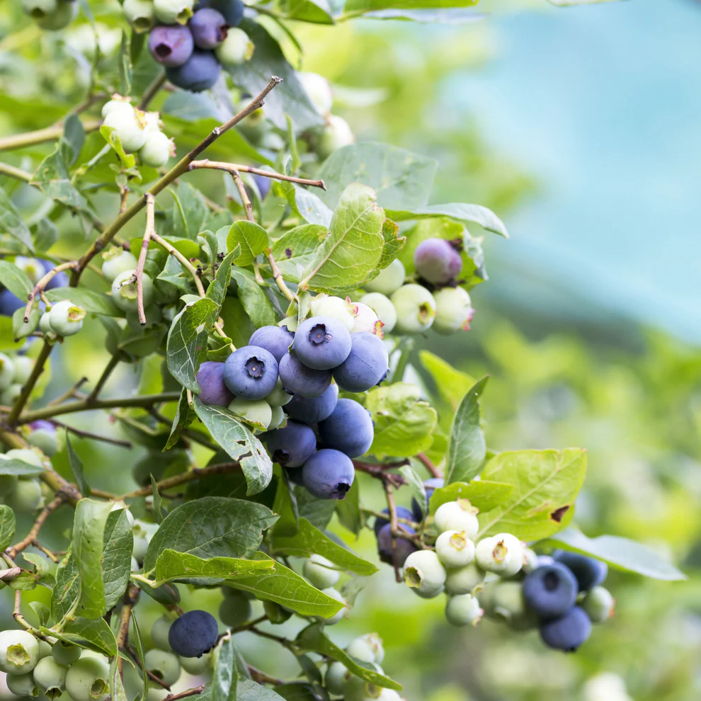 Vaccinium corymbosum ‘Patriot‘ (Šilauogė aukštoji)