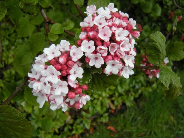 Viburnum carlesii ‘Judii‘ (Putinas korėjinis)