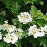 Viburnum opulus ‘Compactum‘ (Putinas paprastasis)