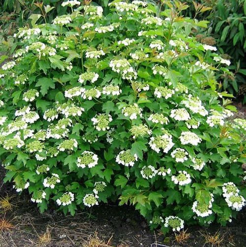 Viburnum opulus ‘Szukszinskaja‘ (Putinas paprastasis)