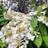 Viburnum plicatum ‘Lanarth‘ (Putinas raukšlėtalapis)