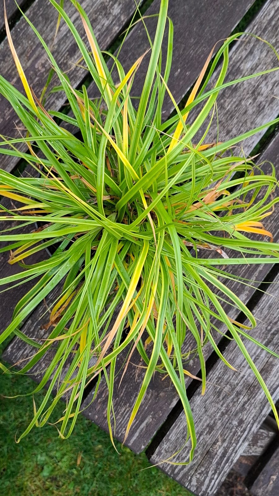 Carex morrowi ‘Ice Dance‘ (Viksva žalioji)