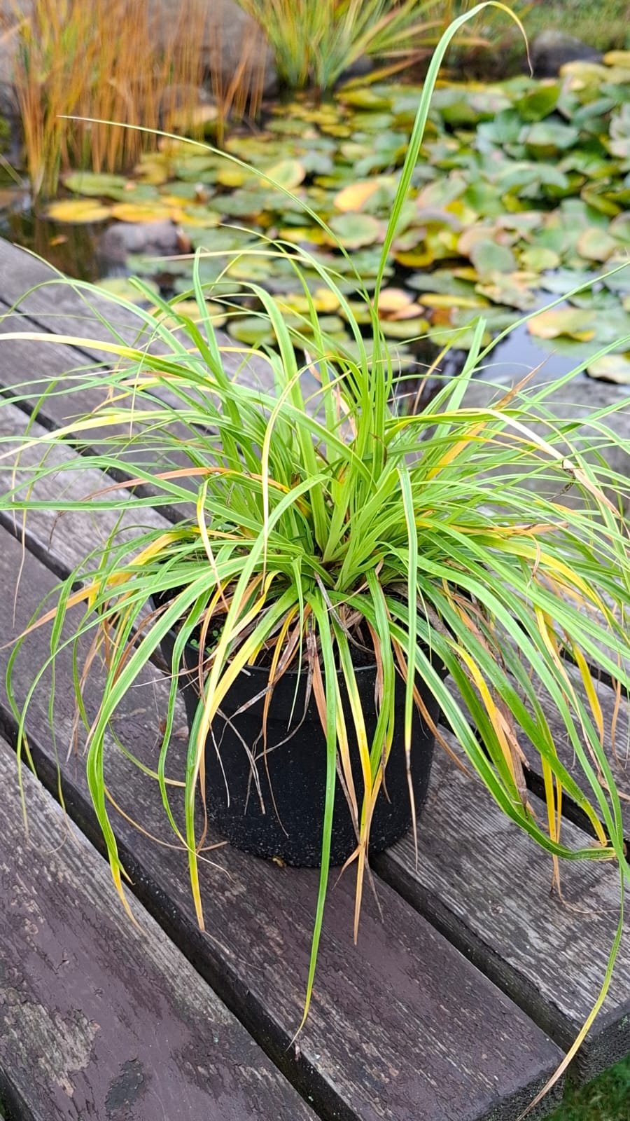 Carex morrowi ‘Ice Dance‘ (Viksva žalioji)