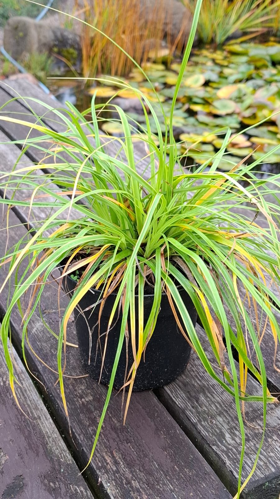 Carex morrowi ‘Ice Dance‘ (Viksva žalioji)