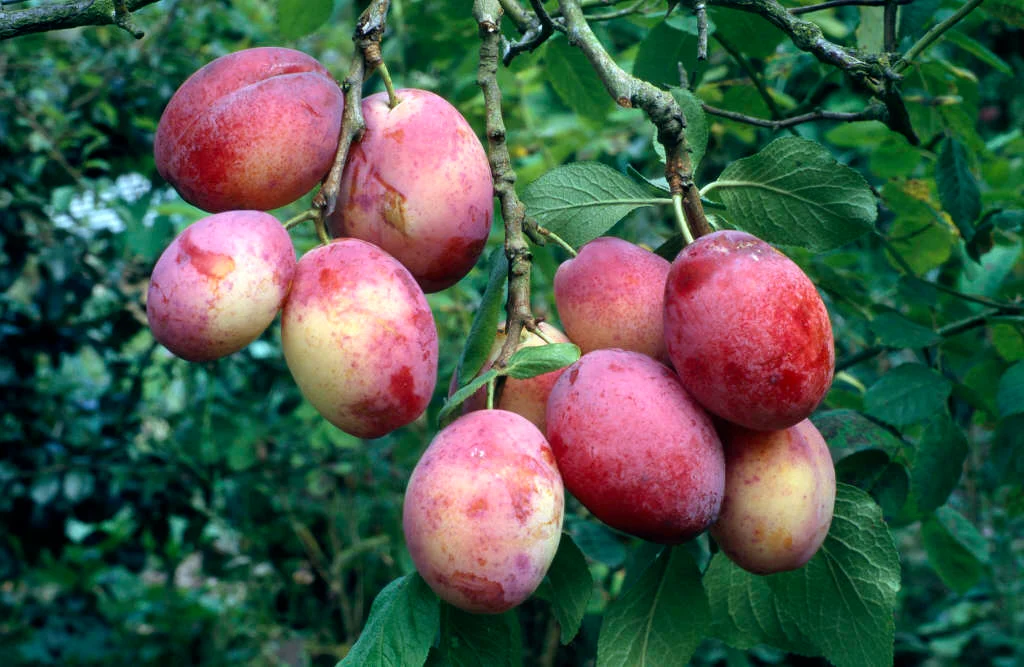 Prunus domestica ‘Victoria‘ (Slyva naminė)