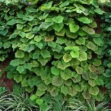 Vitis coignetiae (Vynmedis japoninis)