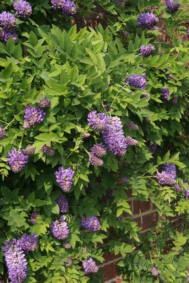 Wisteria frutescens ‘Longwood Purple‘ (Visterija krūminė)