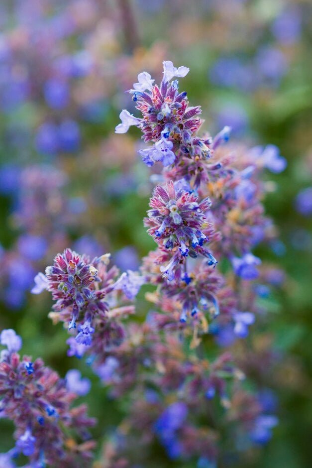 Nepata faasseni ‘Purssian Blue‘ (Katžolė faseno)