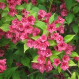 Weigela ‘Ewa Rathke‘ (Veigelė)