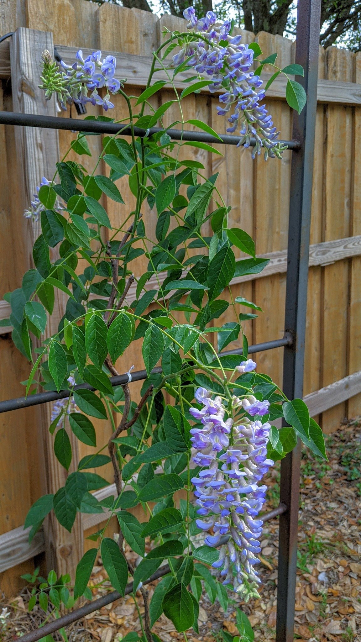 Wisteria frutescens ‘Blue Moon‘ (Visterija krūminė)