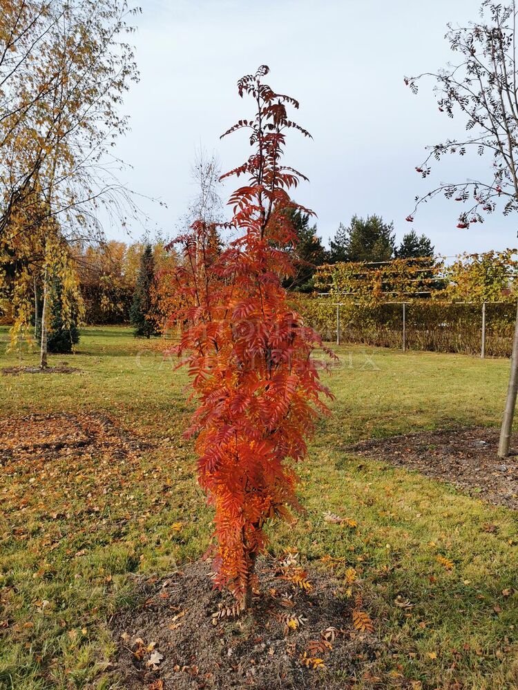 Sorbus aucuparia ‘Autumn Spire‘ (Šermukšnis paprastasis)