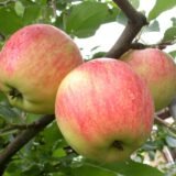 Malus domestica ‘Auksis’