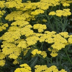 Achillea millefolium ‘Sassy Summer Lemon’ (Kraujažolė paprastoji)