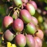 Actinidia arguta ‘Weiki‘ (Aktinidija smailialapė) mot.