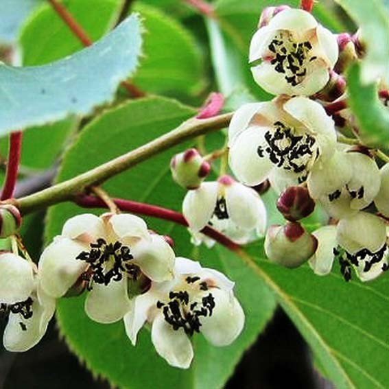 Actinidia arguta ‘Weiki‘ (Aktinidija smailialapė) mot.