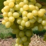 Vitis vinifera ‘Aloszenkin’ (Vynmedis tikrasis)